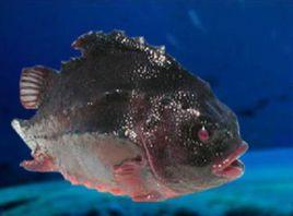 海參斑魚