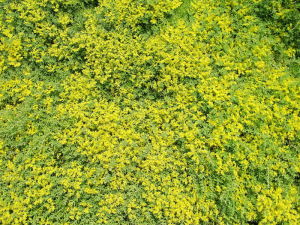 佛甲草屋頂無土綠化 佛甲草屋頂無土綠化