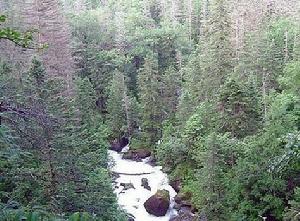 （圖）長白山谷底林海