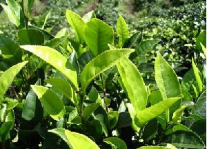 雙河口自然村種植的茶葉