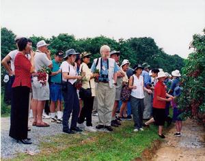 根子荔枝文化旅遊區