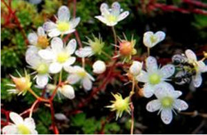 刺虎耳草 刺虎耳草