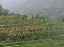 田心村[雲南楚雄南華縣沙橋鎮下轄村]
