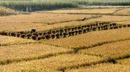清水街道 清水街道