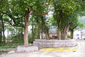 麻郎村寨門口的300年古樹