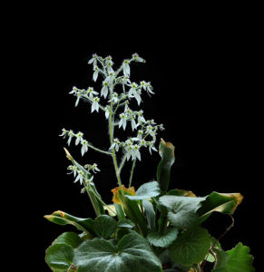 無睫毛虎耳草 無睫毛虎耳草