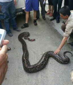 惠州山腳大蟒蛇 惠州山腳大蟒蛇