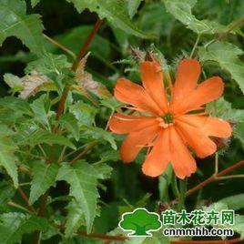 剪紅紗花[植物名稱]