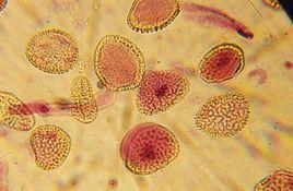 實驗生物學 實驗生物學