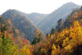 西南岔林場 西南岔林場