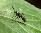 小蜂總科 小蜂總科