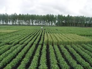 養地作物 養地作物