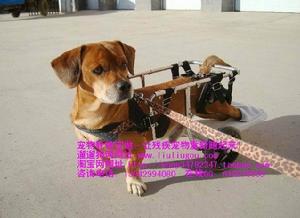 請遠離不健康的狗狗（它們也挺可憐的）