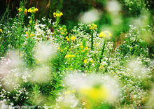 滿天星花形態圖片