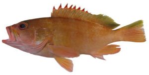 查氏石斑魚 查氏石斑魚