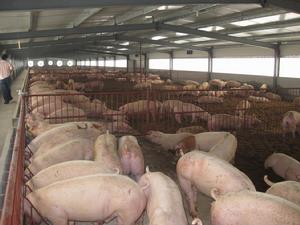 茅亭村生豬養殖場