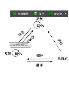 中心法則 中心法則