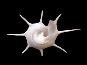 長刺星螺 長刺星螺