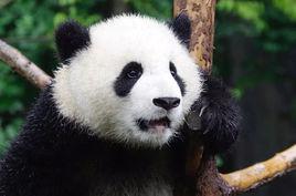 大熊貓思念 大熊貓思念