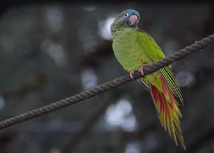 藍冠錐尾鸚鵡巴西亞種