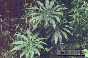 台灣天南星 台灣天南星