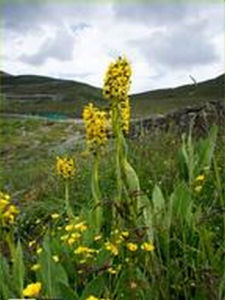 貢嘎嶺橐吾 貢嘎嶺橐吾