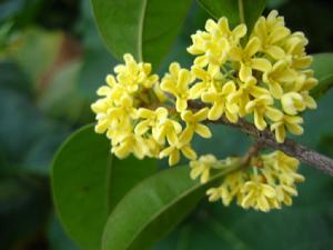 詠桂[李白所作詩]