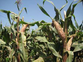 上鹿鶴村一組 上鹿鶴村一組