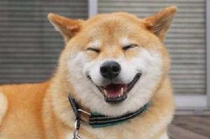 日本柴犬 日本柴犬