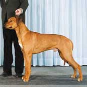 羅得西亞背脊犬