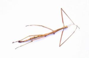 稀毛短肛蟲脩 稀毛短肛蟲脩