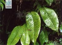 紙質石韋 紙質石韋