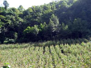 碳山灣自然村-玉米