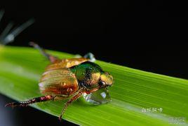 中華弧麗金龜 中華弧麗金龜