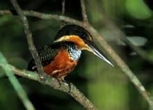 棕腹綠魚狗 棕腹綠魚狗