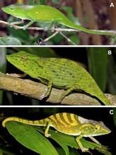 人猿泰山瘤冠變色龍 人猿泰山瘤冠變色龍