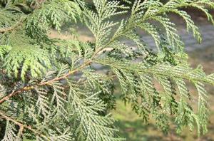 杜松[柏目柏科植物]