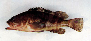 擬青石斑魚
