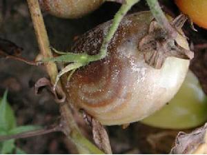 番茄果實牛眼腐病 番茄果實牛眼腐病