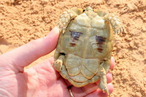 納吉夫陸龜的腹部。