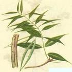 療白癩酒 療白癩酒