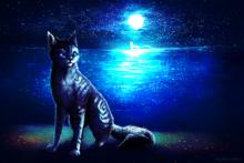 月光下的銀毛貓——羽尾