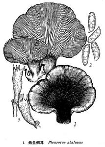 鮑魚側耳 鮑魚側耳