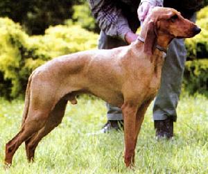 義大利獵犬Segugio Italiano 義大利獵犬Segugio Italiano