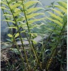 毛翼蹄蓋蕨系 毛翼蹄蓋蕨系