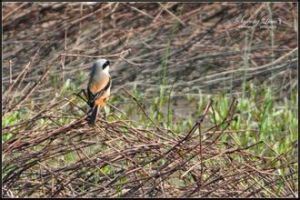 巴布亞毛腿夜鷹 巴布亞毛腿夜鷹