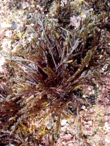 岡村凹頂藻 岡村凹頂藻