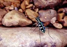 八星虎甲蟲 八星虎甲蟲