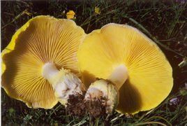 黃綠蜜環菌 黃綠蜜環菌