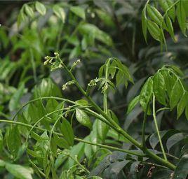 小黃皮[小黃皮]